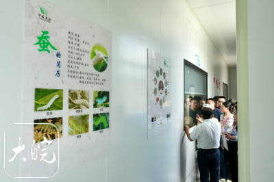 红星照耀中国 科技赋能潜山中畈村蚕桑产业破茧成蝶